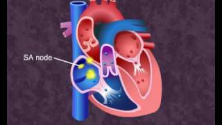 How your heart works  Cardiac Cycle [upl. by Autumn381]