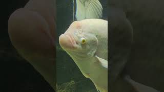 Baby Giant Gourami  Fish Tank shortsvideo youtubeshorts trending giantgourami [upl. by Ericksen99]