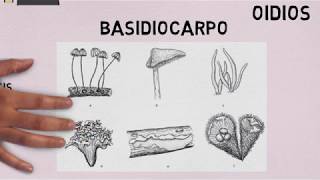 Basidiomycetes Características generales [upl. by Indyc460]