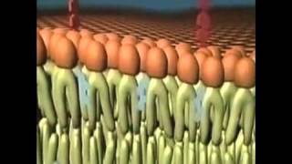 24 Transport via membranen biocast [upl. by Brewster]