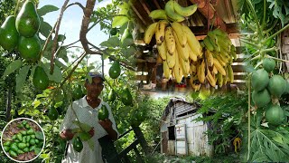 Increible como se Pierde las Frutas en este campo La vida del Campo [upl. by Hendrika]