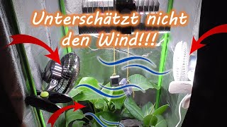 Wie lange den Ventilator in der Growbox rennen lassen Ab wann Position Immer an Dauerbetrieb [upl. by Ynar]