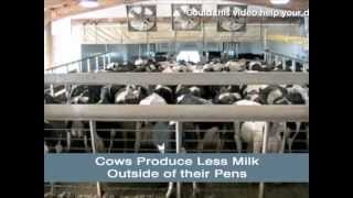 The 3 Most Important Activities of a Cow  Sample Highlight Video  5 [upl. by Pinkham]