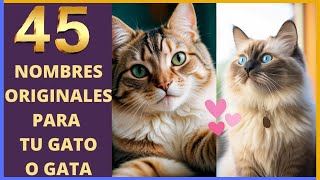 45 Nombres Bonitos para Gatos Nombres para Gatos Machos y Hembras [upl. by Medarda]