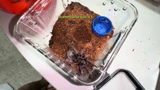 Aphonopelma sp diamondback and Grammostola pulcratarantula feeding GagambangBahayExoticsTV [upl. by Rozek]