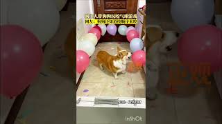 Dog playing with balloon shorts বেলুন dog babyanimal animals cute vairalvideo [upl. by Aelem]