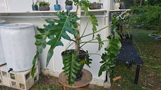 Philodendron Bob Cee [upl. by Billye]