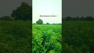 This is the power of cotton 👳‍♂️myfarminglifeandme farming khetibadikesehotihai khetibaadi [upl. by Cl]