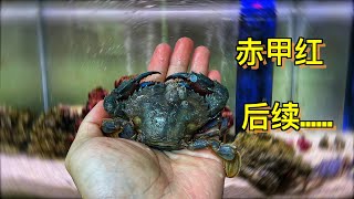 在鱼缸饲养“赤甲红”螃蟹后续。｜水族｜养鱼｜水族箱｜鱼缸｜螃蟹｜蟹｜动物｜宠物｜海洋生物｜海鲜｜海缸 [upl. by Kinsman504]