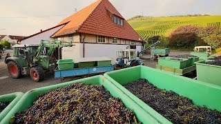 Die Keltern in Korb Steinreinach und Kleinheppach  Weinlese mit Vollernter [upl. by Elata]