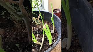 Growing green onion indoors [upl. by Katrine181]