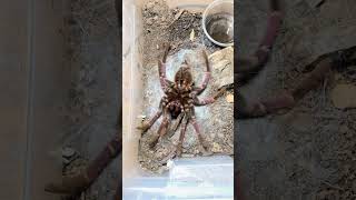 Purple tarantula spider shedding Pamphobeteus insignis [upl. by Iyre]