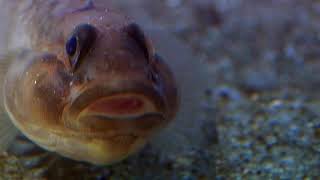 Cnidarians  Anemone Catches Goby [upl. by Sarat]