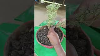 Aralia liveplant bonsai prebonsai gardening nursery shorts shortvideo viralvideo [upl. by Okoyk]