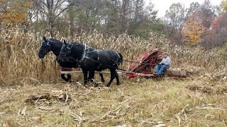 McCormick Deering Corn Binder with team of Percherons [upl. by Maloy]