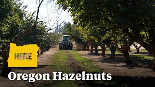 Oregon is the nations hazelnut capital [upl. by Moses]