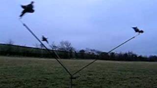 MEGA PIGEON MAGNET DECOY SHOOTING ROTARY MACHINE IN ACTION 1 [upl. by Formenti813]