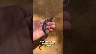 Why Hognose Snakes Play Dead  Shocking Behavior Explained [upl. by Nat]