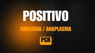 Interpretación de un Resultado de PCR POSITIVO a Ehrlichia  Anaplasma [upl. by Erodroeht]