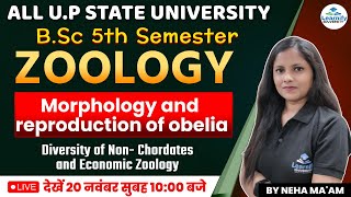 Morphology And Reproduction of Obelia  BSc 5th Semester  Zoology  By Neha Maam  Learnify [upl. by Nnaylrebmik]