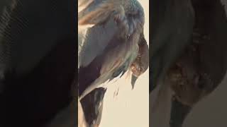 Gadwall Hunting in Chitral waterfowl beautiful video outdoors fyp foryou like share [upl. by Opiuuk]