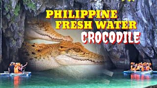 PHILIPPINE FRESH WATER CROCODILE  CROCODYLUS MINDORENSIS  Tenrou21 [upl. by Yesor]