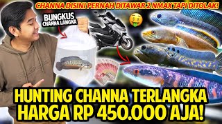 HUNTING CHANNA TERLANGKA HARGANYA RP 450000 AJA BUNGKUS CHANNA BANGKANENSIS DI BROTHER SNAKEHEAD [upl. by Suki]