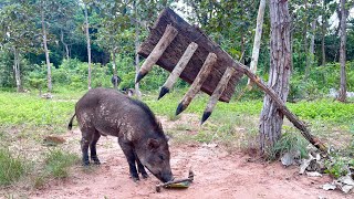 Amazing wild boar traps using sharp wood  Wild boar trap techniqueanimals [upl. by Whittemore431]