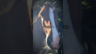 True eckermann eventing popular viralvideo preppy equestrian horsesforlife [upl. by Yrtnej]