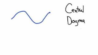 The Central Dogma Transcription and Translation [upl. by Etyam]