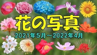 特別編【花の写真】１年間の花の写真をまとめました。 2021年5月2022年4月 [upl. by Adnuhser]