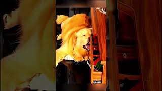 Animal dreams funny catdogs foryou fly viralvideo love animalsfunny [upl. by Vergil17]