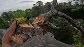 SPEED LINING 2 PINE TREES OVER FENCE RAW FOOTAGE [upl. by Dnana]