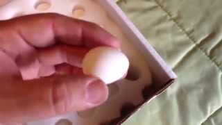 Unboxing Vails Quails Snowflake bobwhite quail eggs [upl. by Hakon]