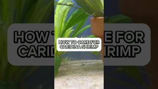 Caridina shrimp care guide Water parameters for Caridina shrimp shrimptank shrimpbreeding [upl. by Uziel]