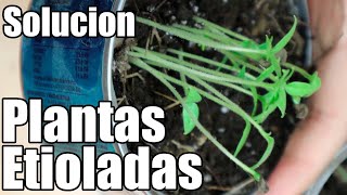 Plantas etioladas que son y como solucionarlo  México Verde [upl. by Llecrup]