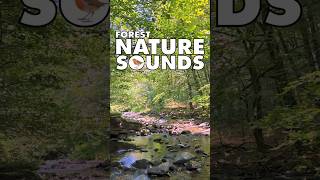 💚Nature Sounds Forest shorts naturesounds forestnaturesoundsrelaxation naturesounds 172 [upl. by Anes]