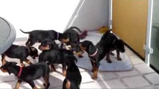 Deutsche Pinscher Welpen vom Lüdertal  geb 213  mütterliche Erziehung [upl. by Barcus]