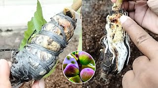 Roots coming out Cut grafts from 21 day old fig trees  Grafting Plants [upl. by Afatsuom]