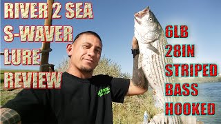 Striped Bass hooked on river2sea swaver lure PRODUCT REVIEW [upl. by Rafaellle]