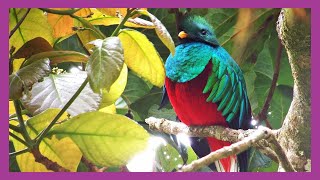 Resplendent Quetzal Flight of Colors [upl. by Onnem]