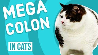 Megacolon in Cats  Extreme Constipation [upl. by Arayc375]