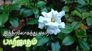 இந்திரலோகத்து மலர் பாரிஜாதம்  Divine Flower Parijatham [upl. by Alpert]