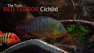 The Truth About The Festae Cichlid [upl. by Horst]