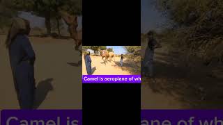 Camel is aeroplane of white desert Achro TharMumtaz Arifanicamel 🐪 thardesert viralvideo [upl. by Lucho]