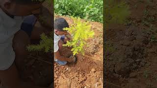 Plantation of Bottlebrush Melaleuca bracteata agro farming Plantation bottlebrush [upl. by Boff973]