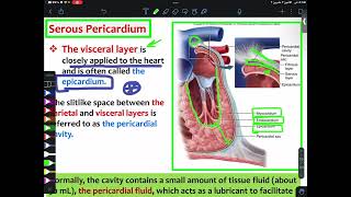 ANATOMY L1 Mediastinum amp Pericardium Part2  CVS [upl. by Heyra]