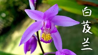 中国地生兰－白芨兰 Bletilla striata [upl. by Duck]