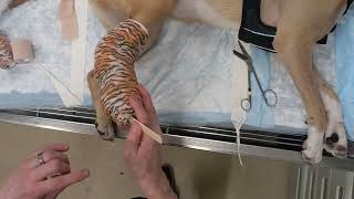 How to Apply a Full Fiberglass Cast on a Dog Comprehensive Guide [upl. by Noirred]