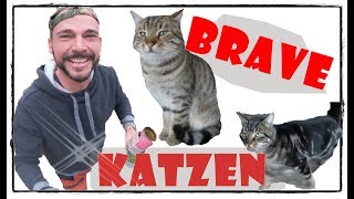 Katzen Fütterung auf MANAPIFarm  FMA 😍😍  Pferde Hoschi [upl. by Linc]